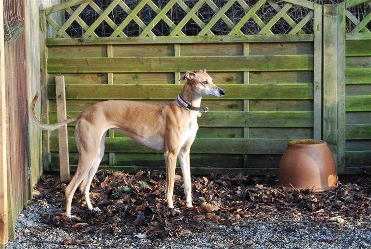 Galgo español Merrida billede 6