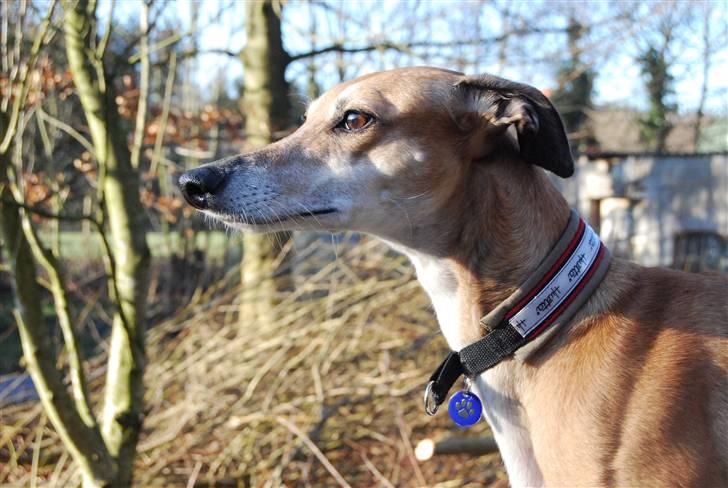 Galgo español Merrida billede 7