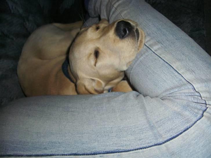 Labrador retriever Senta [BABY] billede 15