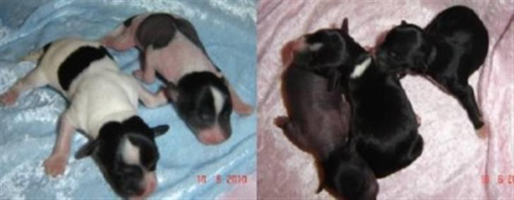 Chinese crested powder puff  Chang Mao: Báisé  - Báise 1døgn gl. billede 1