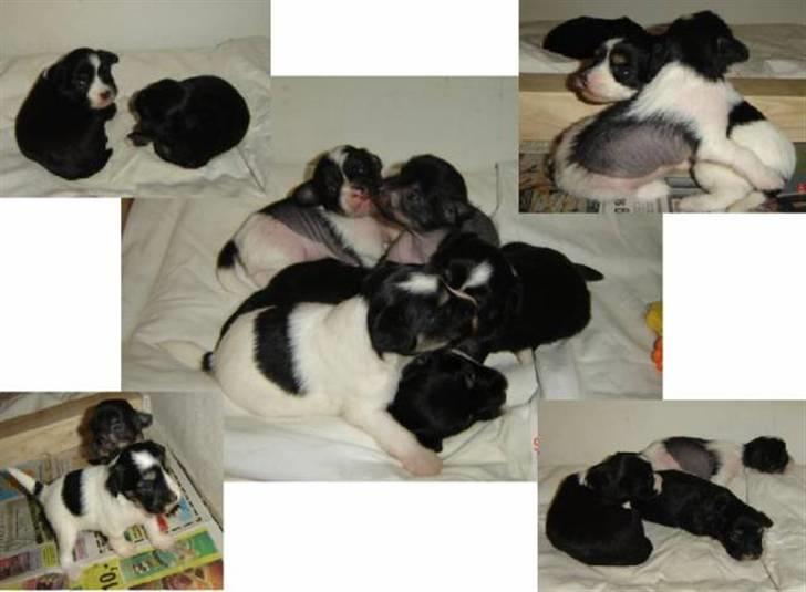 Chinese crested powder puff  Chang Mao: Báisé  - Hele søskende flokken billede 2