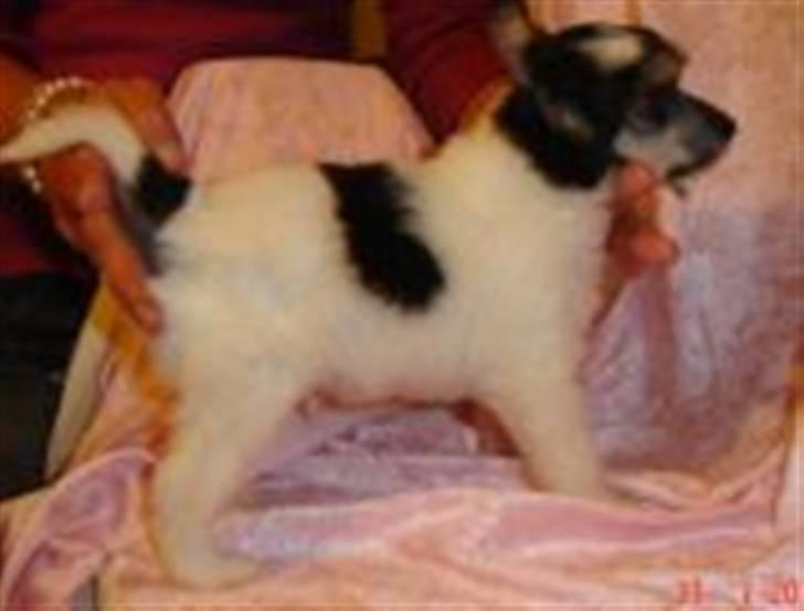 Chinese crested powder puff  Chang Mao: Báisé  - Så er jeg 3 uger gl. Er jeg ikke bare flot :) billede 3