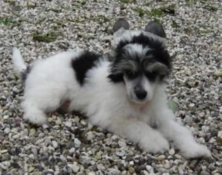 Chinese crested powder puff  Chang Mao: Báisé  - Ude og lege billede 4