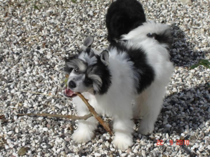 Chinese crested powder puff  Chang Mao: Báisé  - Se jeg har fundet en pind billede 5