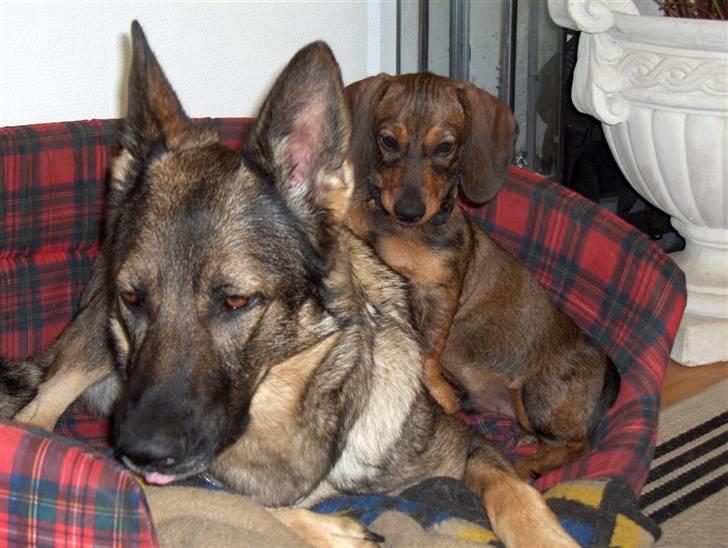 Gravhund Igor - Mit ynglingsbillede. Igor og Isis billede 17