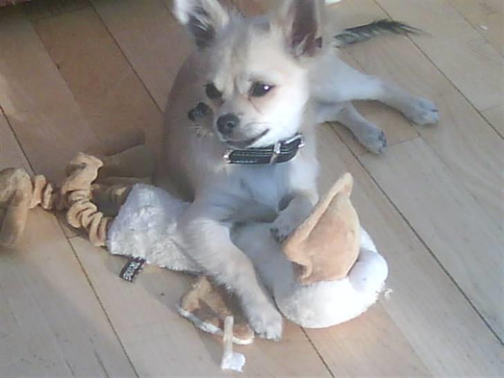 Chihuahua Elvis <3 billede 9