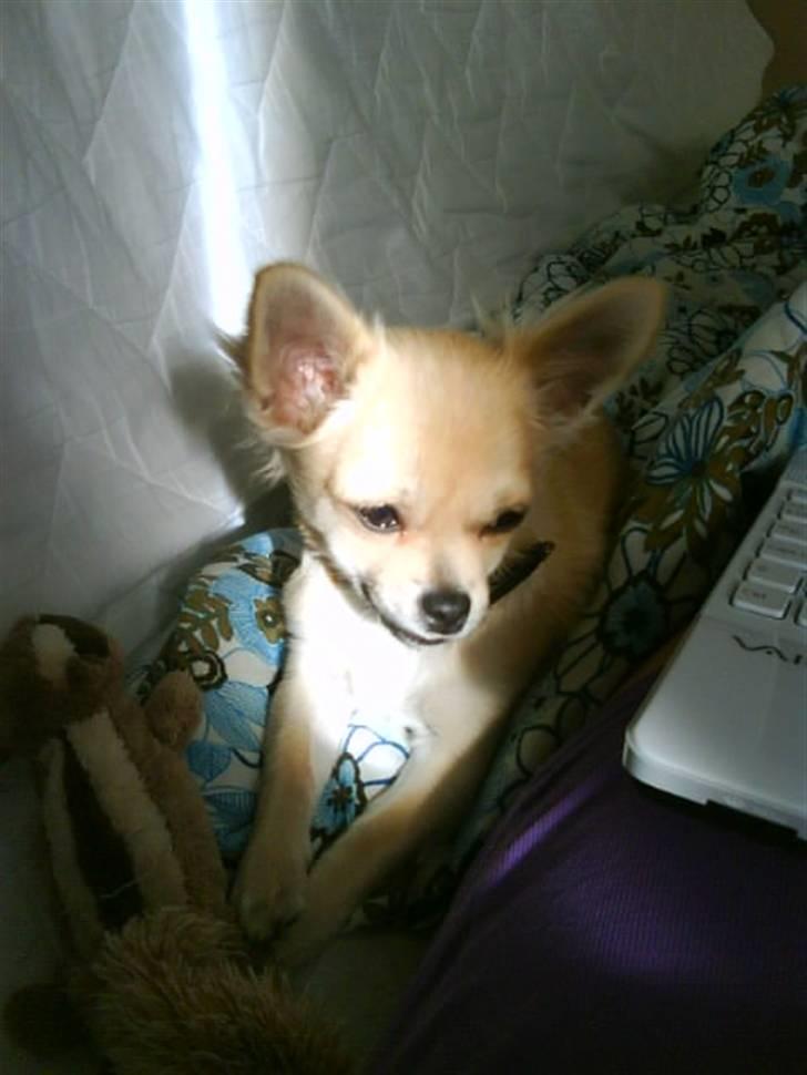 Chihuahua Elvis <3 billede 8