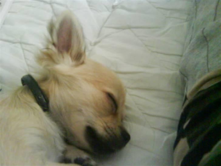 Chihuahua Elvis <3 billede 17