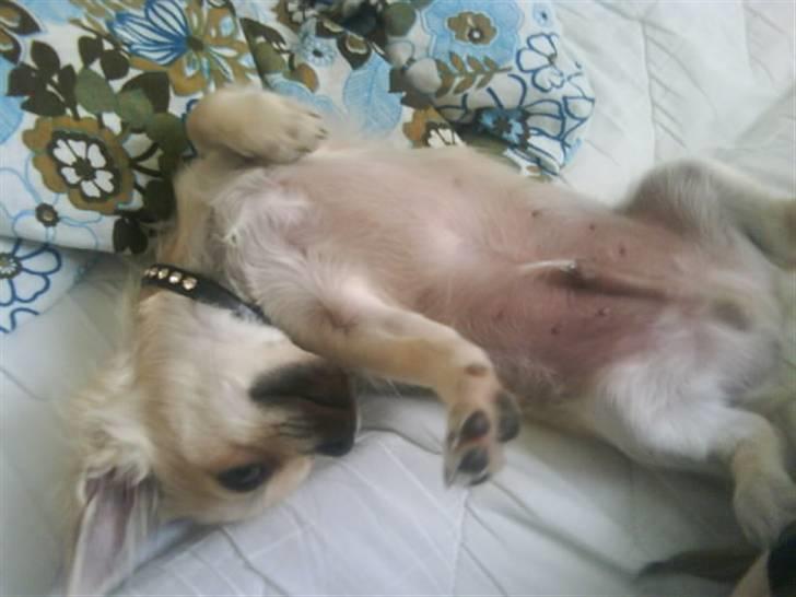 Chihuahua Elvis <3 billede 19