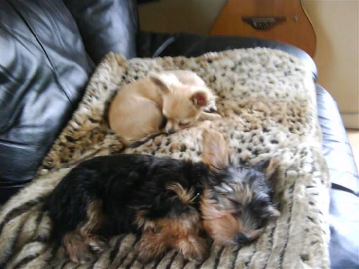 Chihuahua Elvis <3 - så er der dømt hygge sammen med min bedste ven ;) billede 20