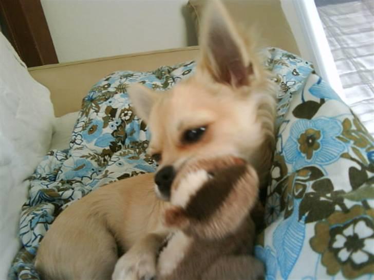 Chihuahua Elvis <3 - Elvis med hans bamse ;) billede 10
