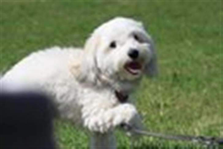 Coton de tulear Gucci billede 8