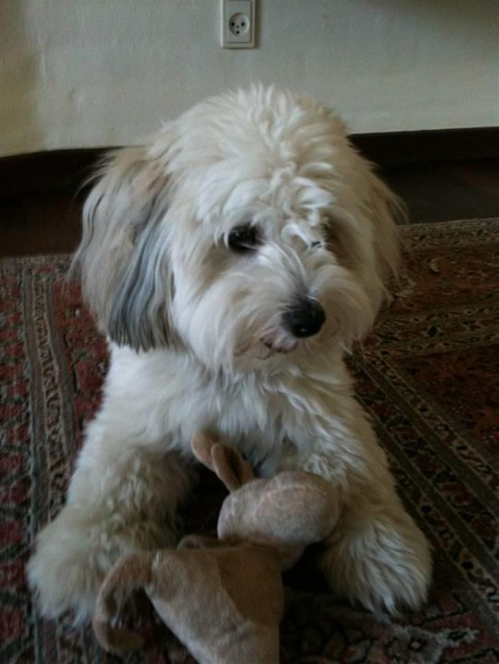 Coton de tulear Gucci billede 10