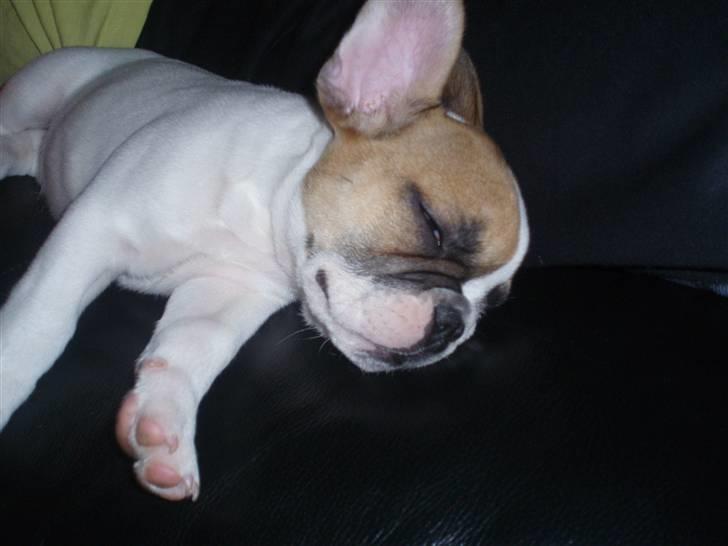 Fransk bulldog Ernst billede 2