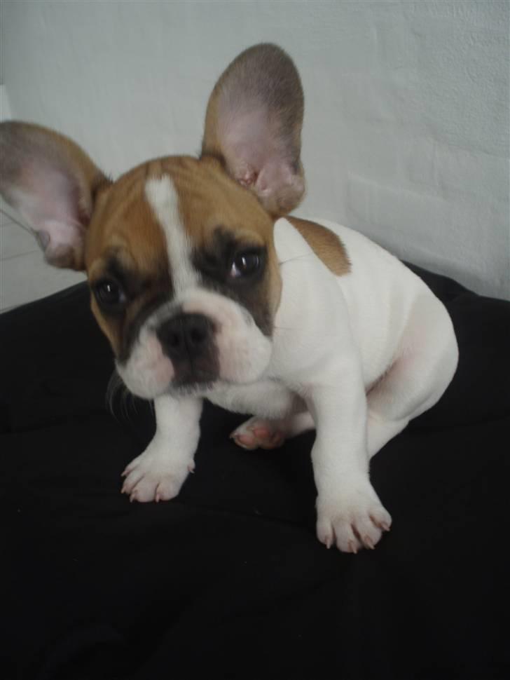 Fransk bulldog Ernst billede 9