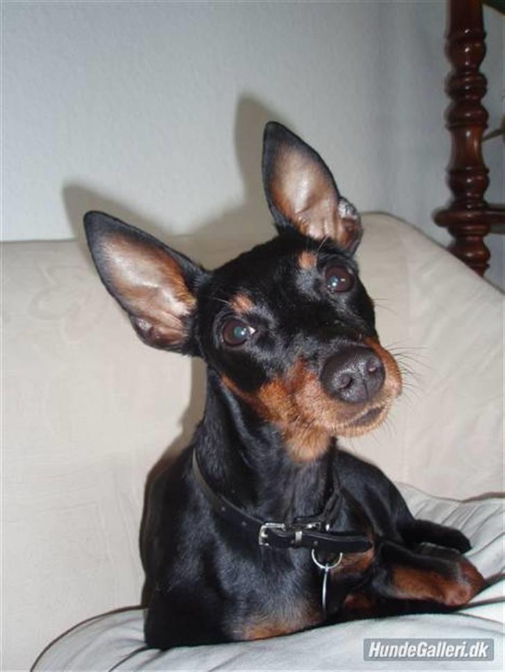 Dvaergpinscher Rødkildes P.star billede 1