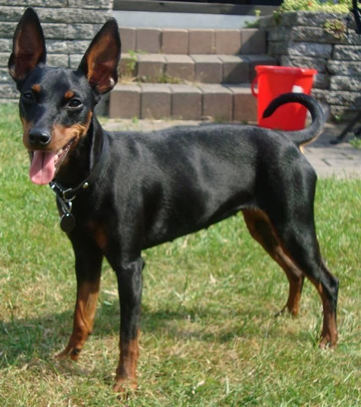 Dvaergpinscher Rødkildes P.star billede 2