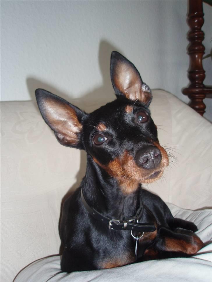 Dvaergpinscher Rødkildes P.star billede 3