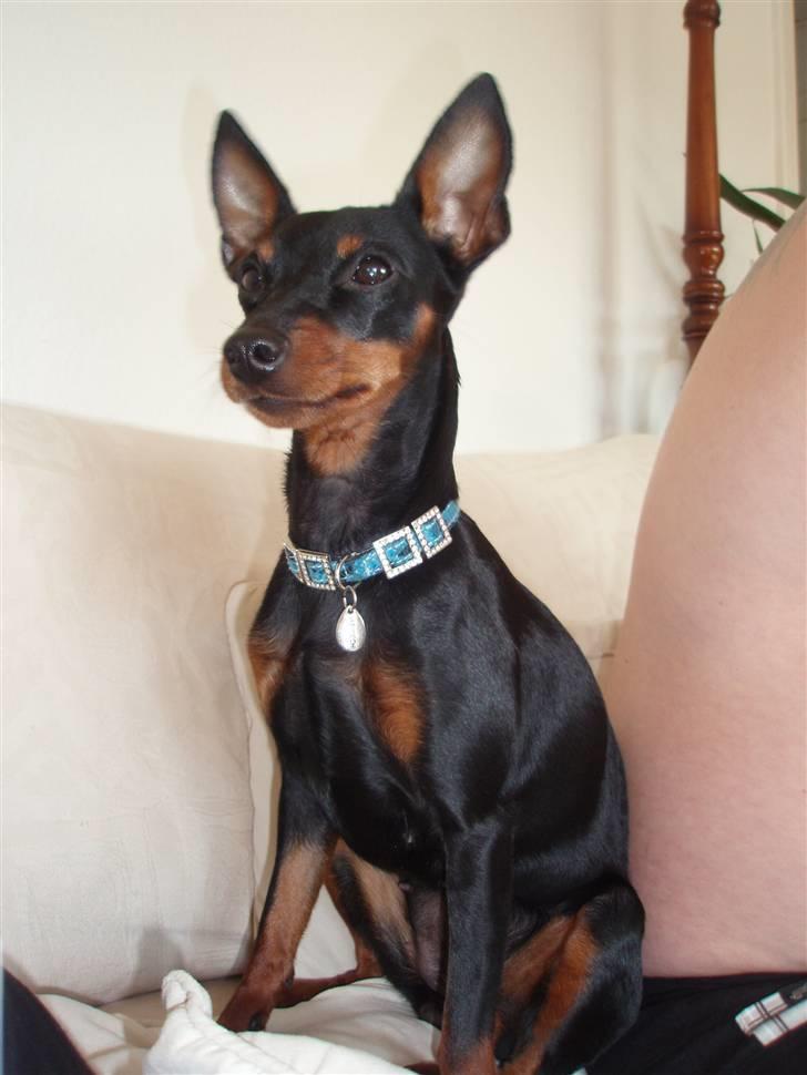 Dvaergpinscher Rødkildes P.star billede 4