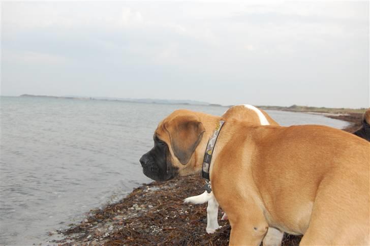 Blanding af racer Big Ben billede 20