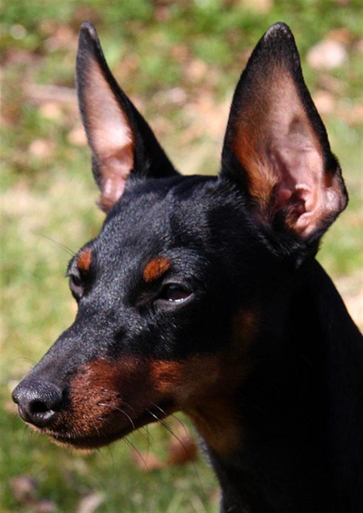 Dvaergpinscher Rødkildes P.star billede 5