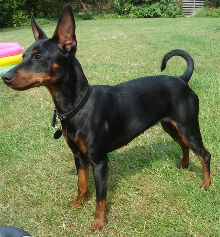 Dvaergpinscher Rødkildes P.star billede 6
