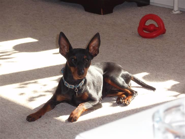Dvaergpinscher Rødkildes P.star billede 7