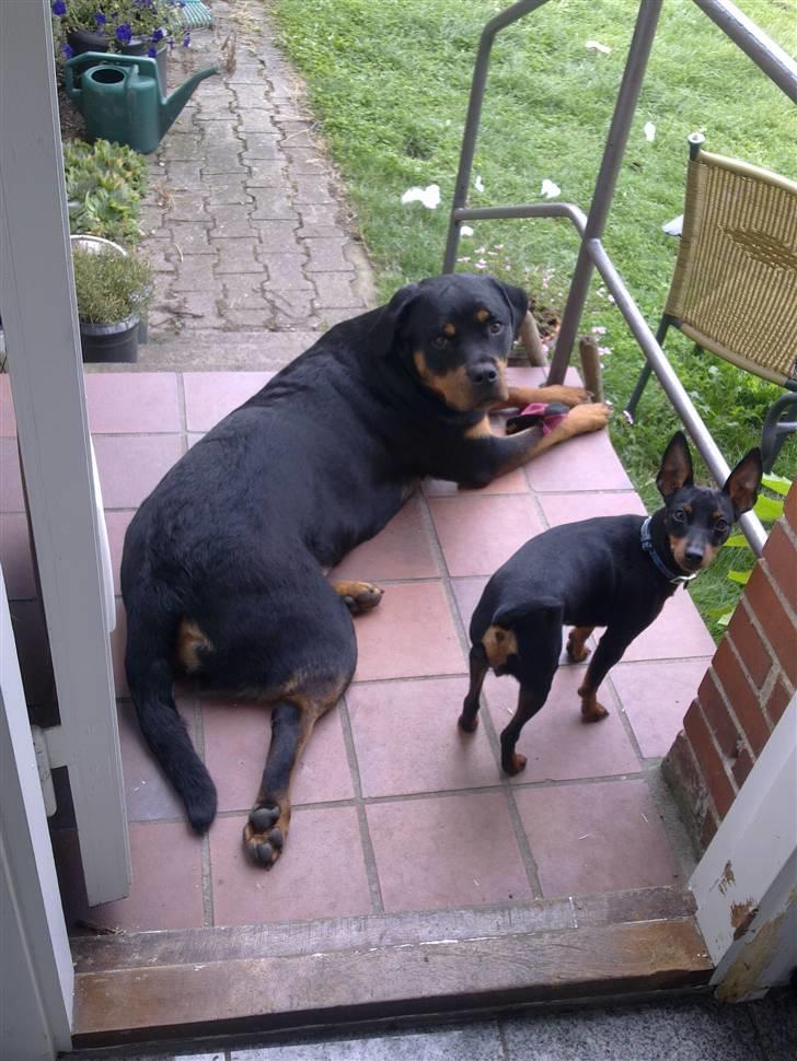 Dvaergpinscher Rødkildes P.star billede 8