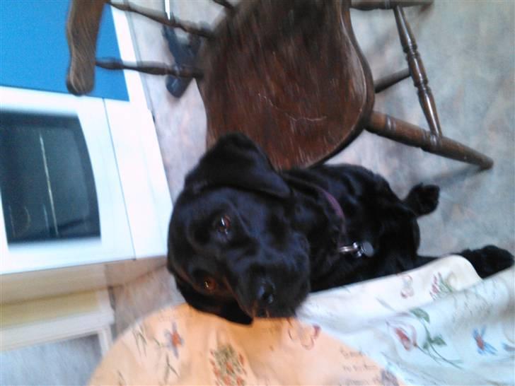 Labrador retriever Zenta billede 9