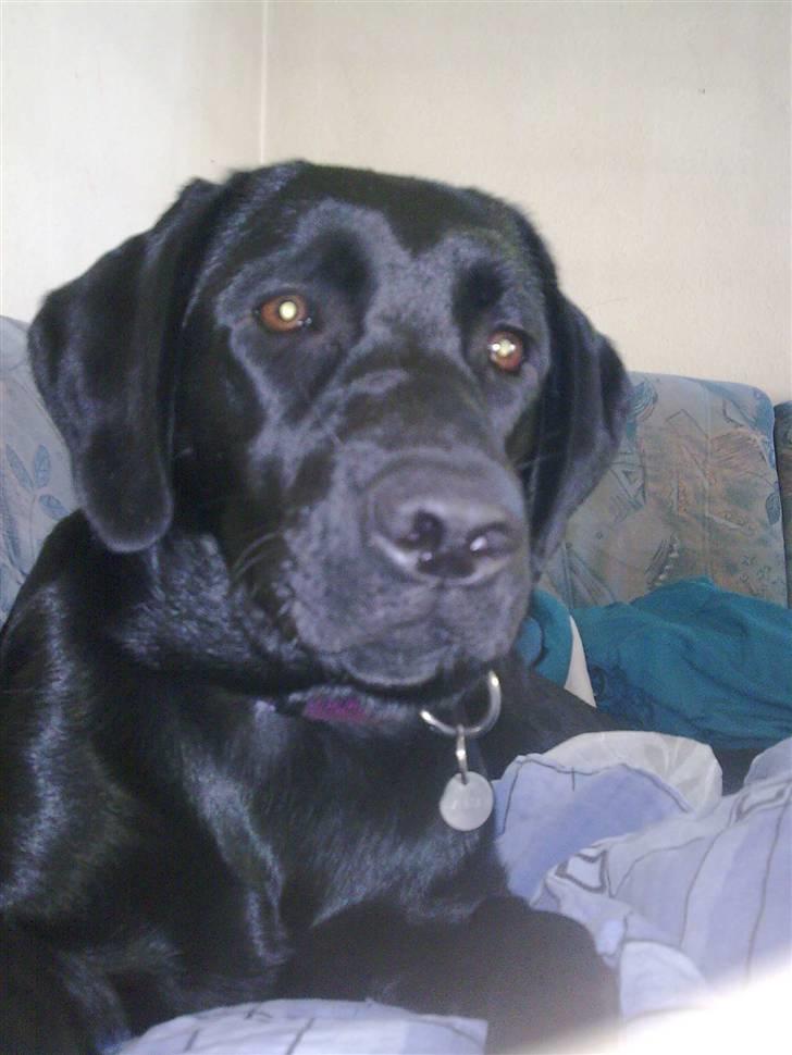 Labrador retriever Zenta billede 11