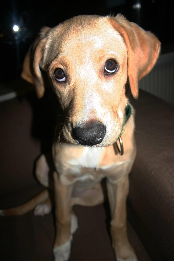 Blanding af racer Carla billede 1