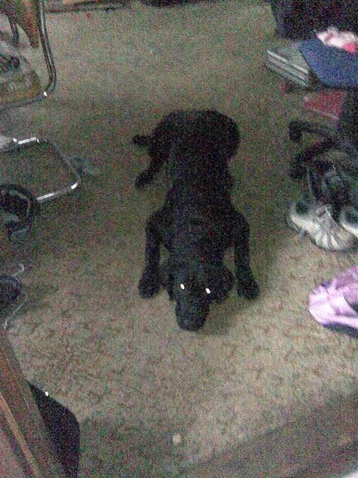 Labrador retriever Zenta billede 12