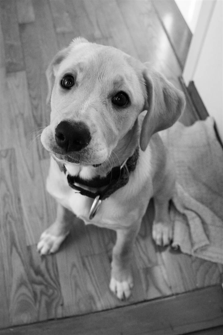 Blanding af racer Carla billede 2