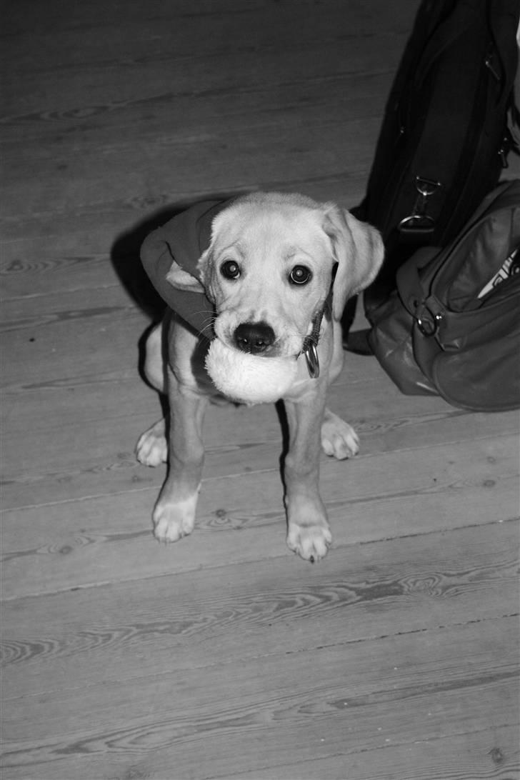 Blanding af racer Carla billede 4