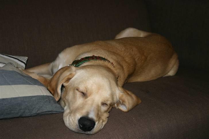 Blanding af racer Carla billede 5