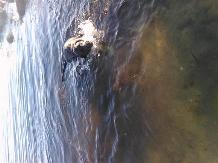 Labrador retriever Zenta billede 13