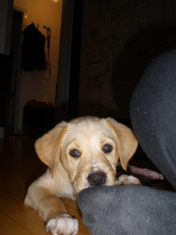 Blanding af racer Carla billede 6