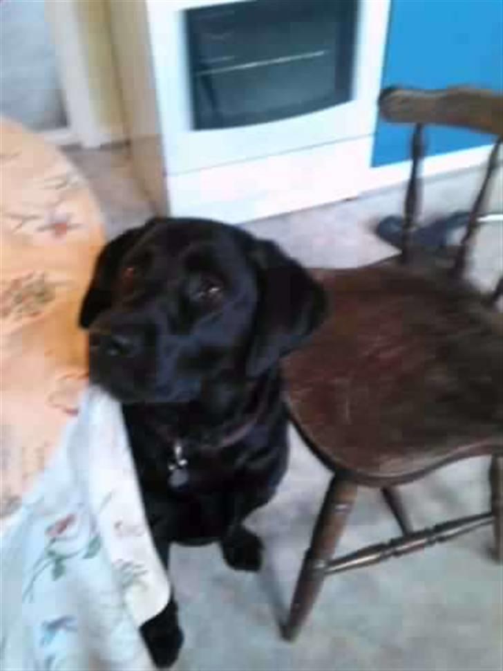 Labrador retriever Zenta billede 14