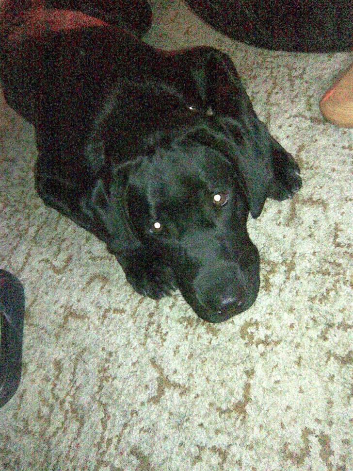 Labrador retriever Zenta billede 15