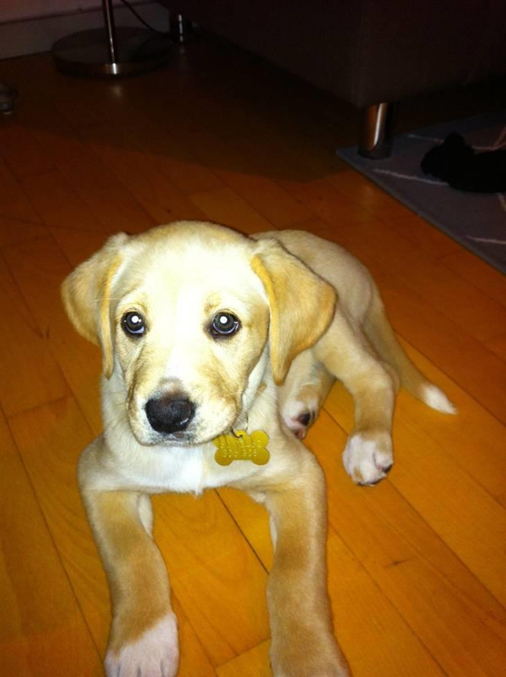 Blanding af racer Carla billede 7