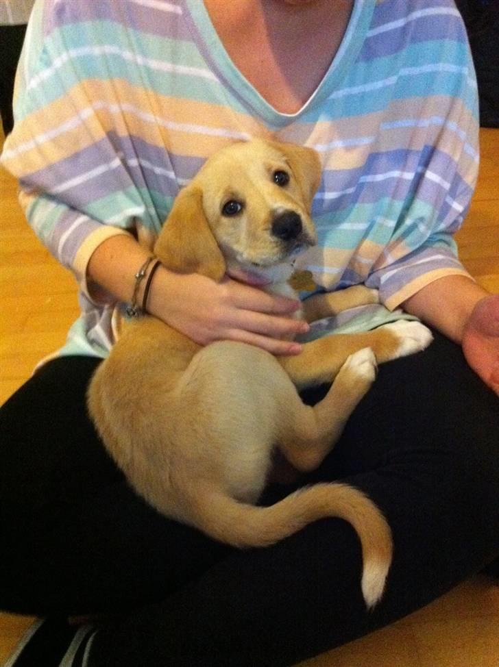 Blanding af racer Carla billede 8