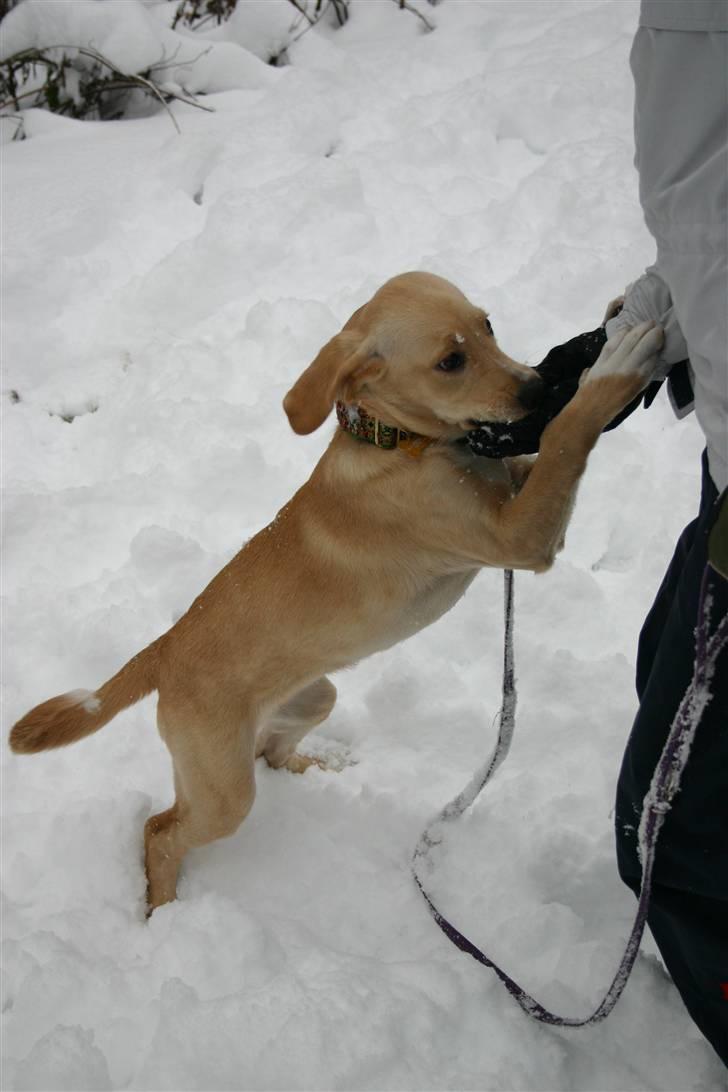 Blanding af racer Carla billede 9