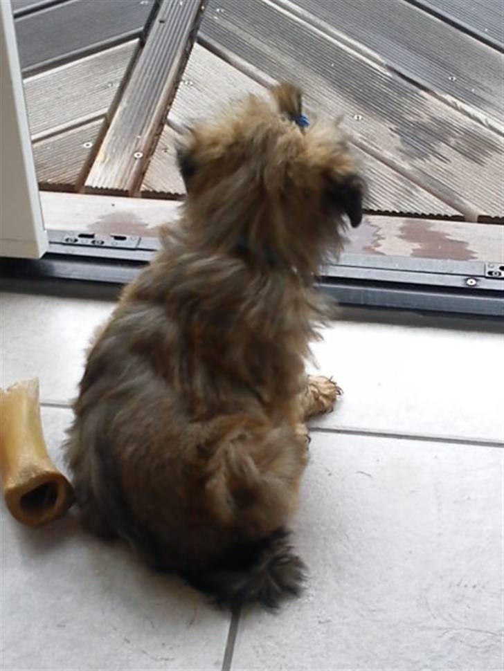 Lhasa apso Hyperion ( BULDER ) billede 9