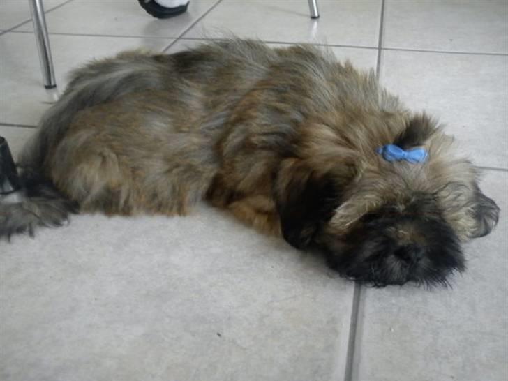 Lhasa apso Hyperion ( BULDER ) billede 10