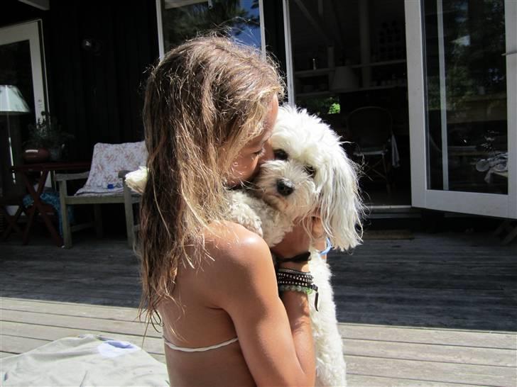 Bichon havanais Frida Fra Kennel Valborg  - Sommerhus 2010 mig og frida <3 billede 9