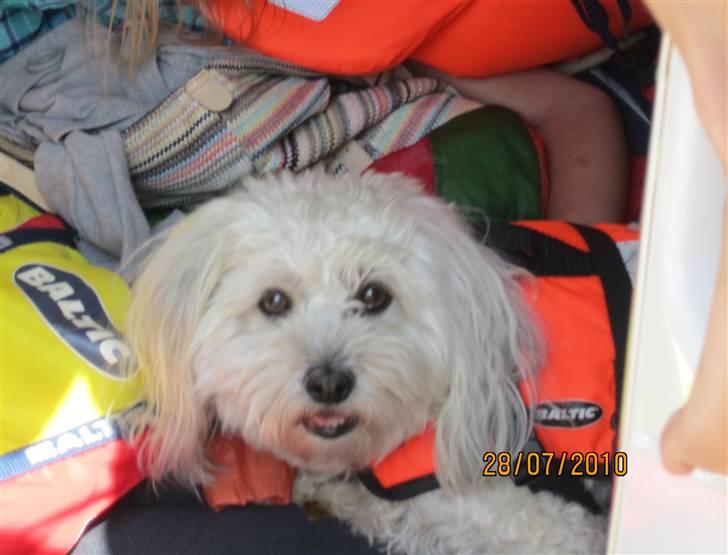 Bichon havanais Frida Fra Kennel Valborg  - Frida og min kusine i båden ´´hendes lille nye rednings vest!´´ billede 10