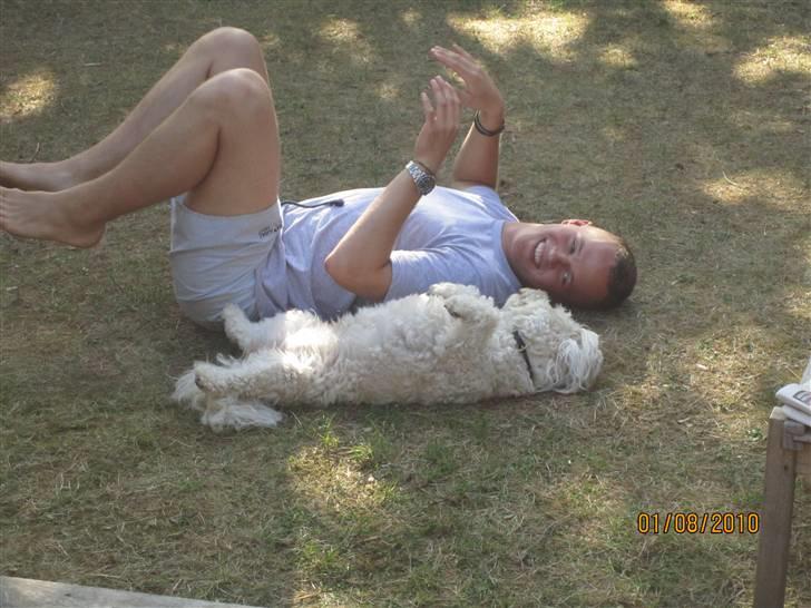 Bichon havanais Frida Fra Kennel Valborg  - Frida og min storebror (sommer 2010) haha det gør hun aaaltid! ;D  billede 11