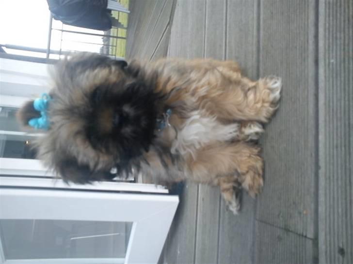 Lhasa apso Hyperion ( BULDER ) billede 11