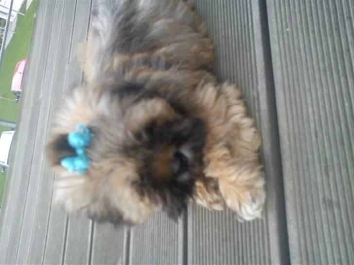 Lhasa apso Hyperion ( BULDER ) billede 12