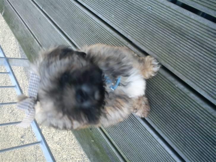 Lhasa apso Hyperion ( BULDER ) billede 13